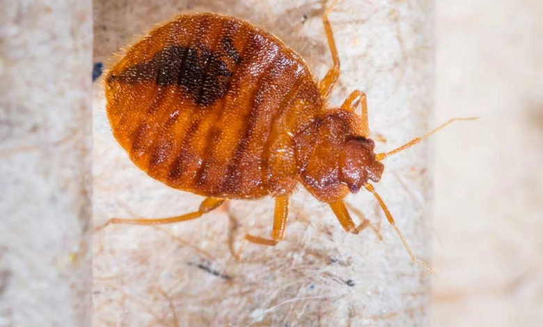 How Fast Do Bed Bugs Spread? Learn the Shocking Truth